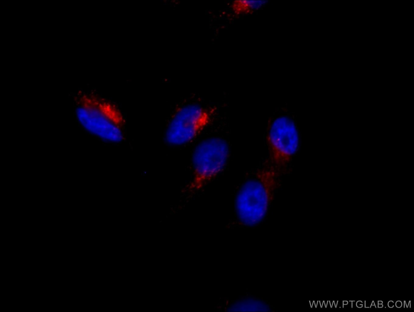 IF Staining of HeLa using PE-65051