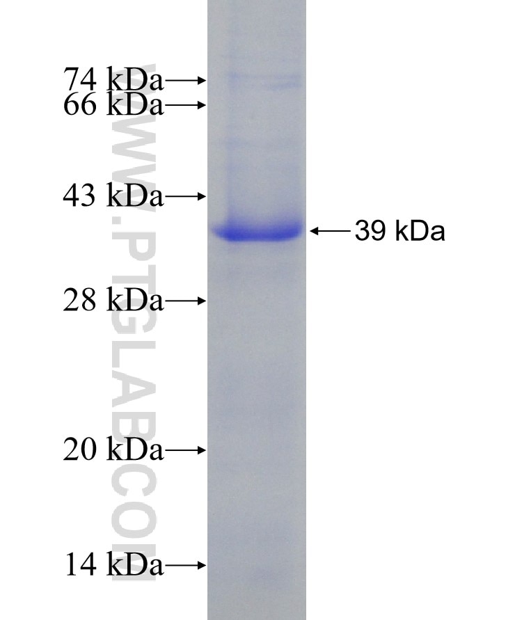 CD107a fusion protein Ag23222 SDS-PAGE