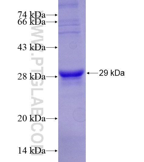 CD107a fusion protein Ag28869 SDS-PAGE