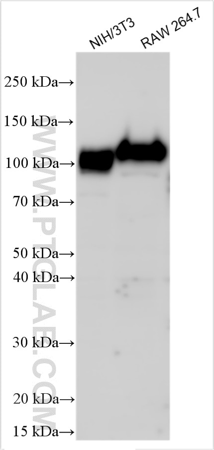 Western Blot (WB) analysis of various lysates using CD107a / LAMP1 Polyclonal antibody (32435-1-AP)