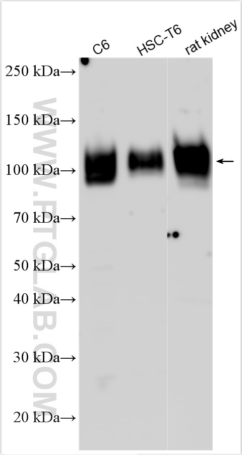 Western Blot (WB) analysis of various lysates using CD107a / LAMP1 Polyclonal antibody (32435-1-AP)