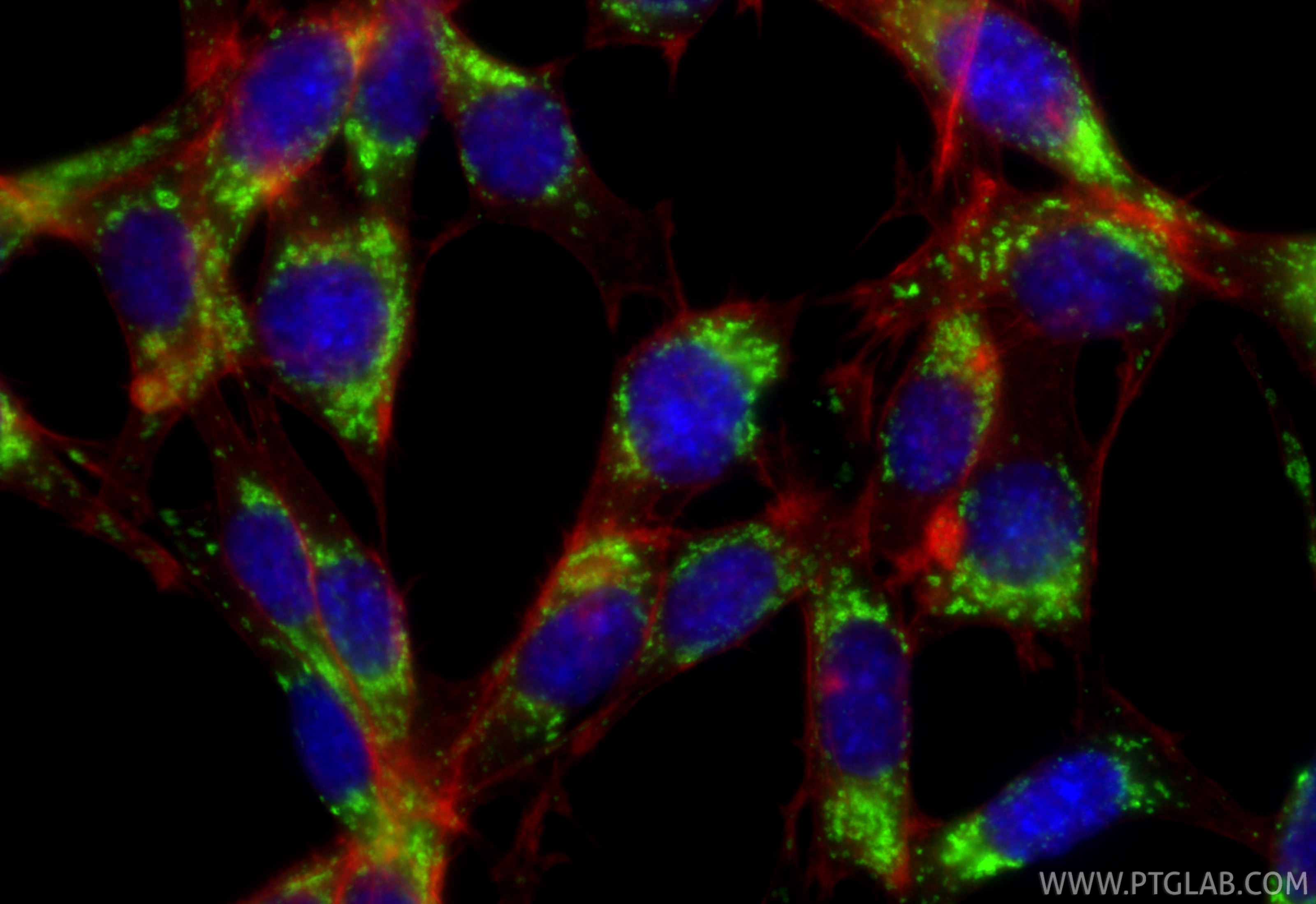 Immunofluorescent analysis of (-20°C Ethanol) fixed NIH/3T3 cells using CD107a / LAMP1 antibody (33243-1-AP) at dilution of 1:200 and CoraLite®488-Conjugated Goat Anti-Rabbit IgG(H+L) (SA00013-2), CL594-Phalloidin (red). Immunofluorescence (IF) / fluorescent staining of NIH/3T3 cells using CD107a / LAMP1 Polyclonal antibody (33243-1-AP)