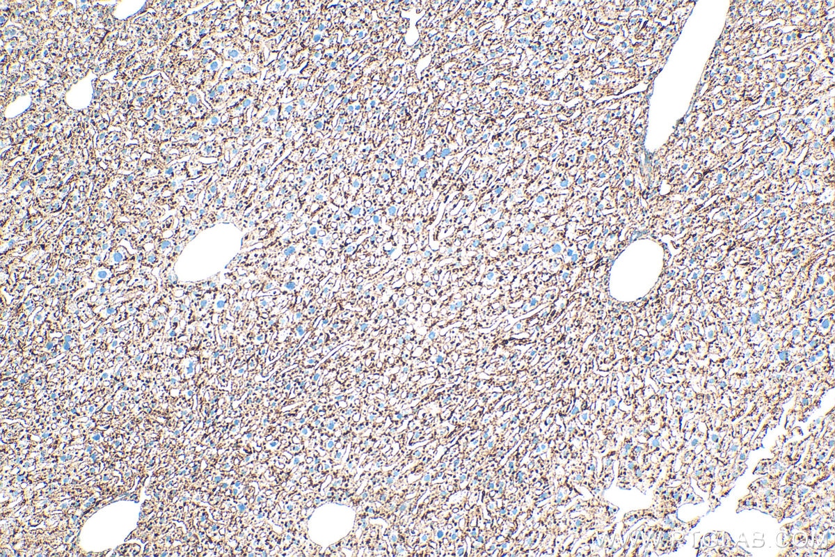 Immunohistochemical analysis of paraffin-embedded mouse liver tissue slide using 33243-1-AP (CD107a / LAMP1 antibody) at dilution of 1:1000 (under 10x lens). Heat mediated antigen retrieval with Tris-EDTA buffer (pH 9.0). Immunohistochemistry (IHC) staining of mouse liver tissue using CD107a / LAMP1 Polyclonal antibody (33243-1-AP)