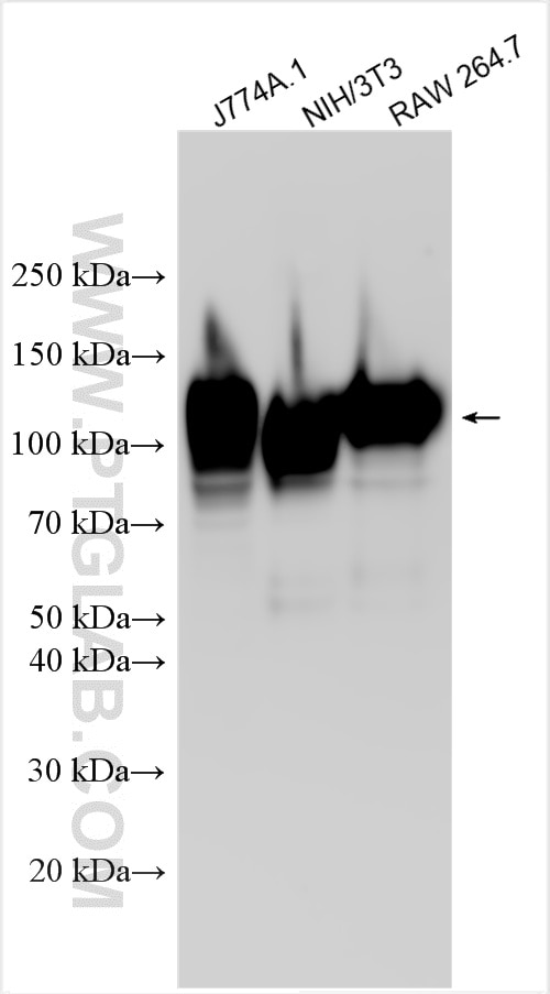 Various lysates were subjected to SDS PAGE followed by western blot with 33243-1-AP (CD107a / LAMP1 antibody) at dilution of 1:10000 incubated at room temperature for 1.5 hours. Western Blot (WB) analysis of various lysates using CD107a / LAMP1 Polyclonal antibody (33243-1-AP)