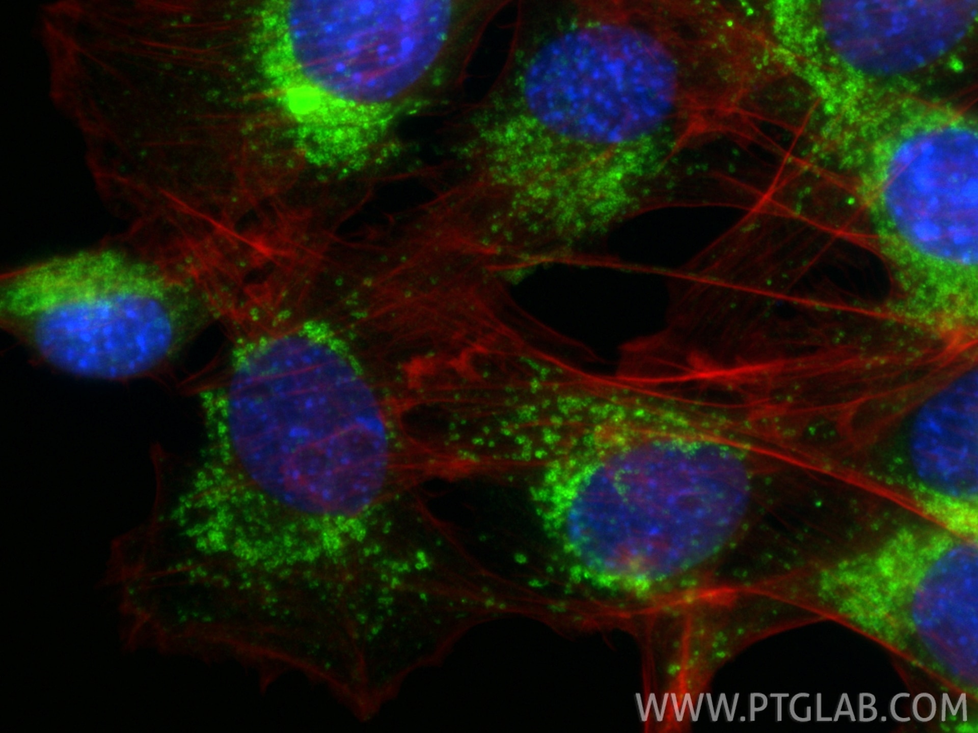 Immunofluorescence (IF) / fluorescent staining of C2C12 cells using CD107a / LAMP1 Recombinant monoclonal antibody (86337-2-RR)