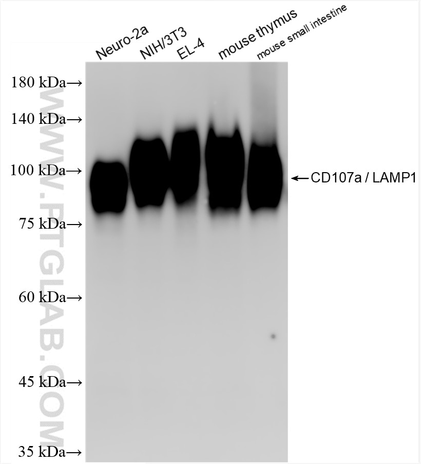 Western Blot (WB) analysis of various lysates using CD107a / LAMP1 Recombinant antibody (86337-2-RR)
