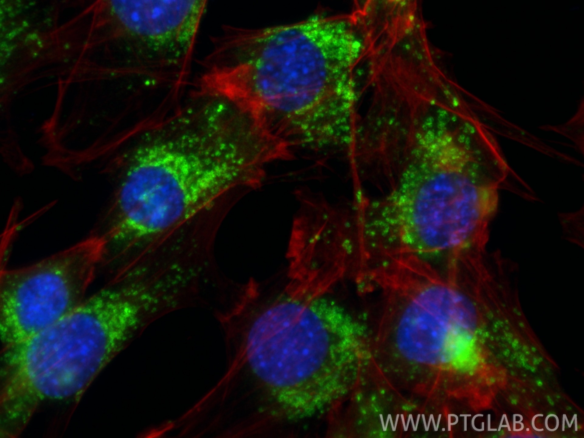 Immunofluorescence (IF) / fluorescent staining of C2C12 cells using Anti-Mouse CD107a / LAMP1 Rabbit Recombinant Antib (98537-2-RR)