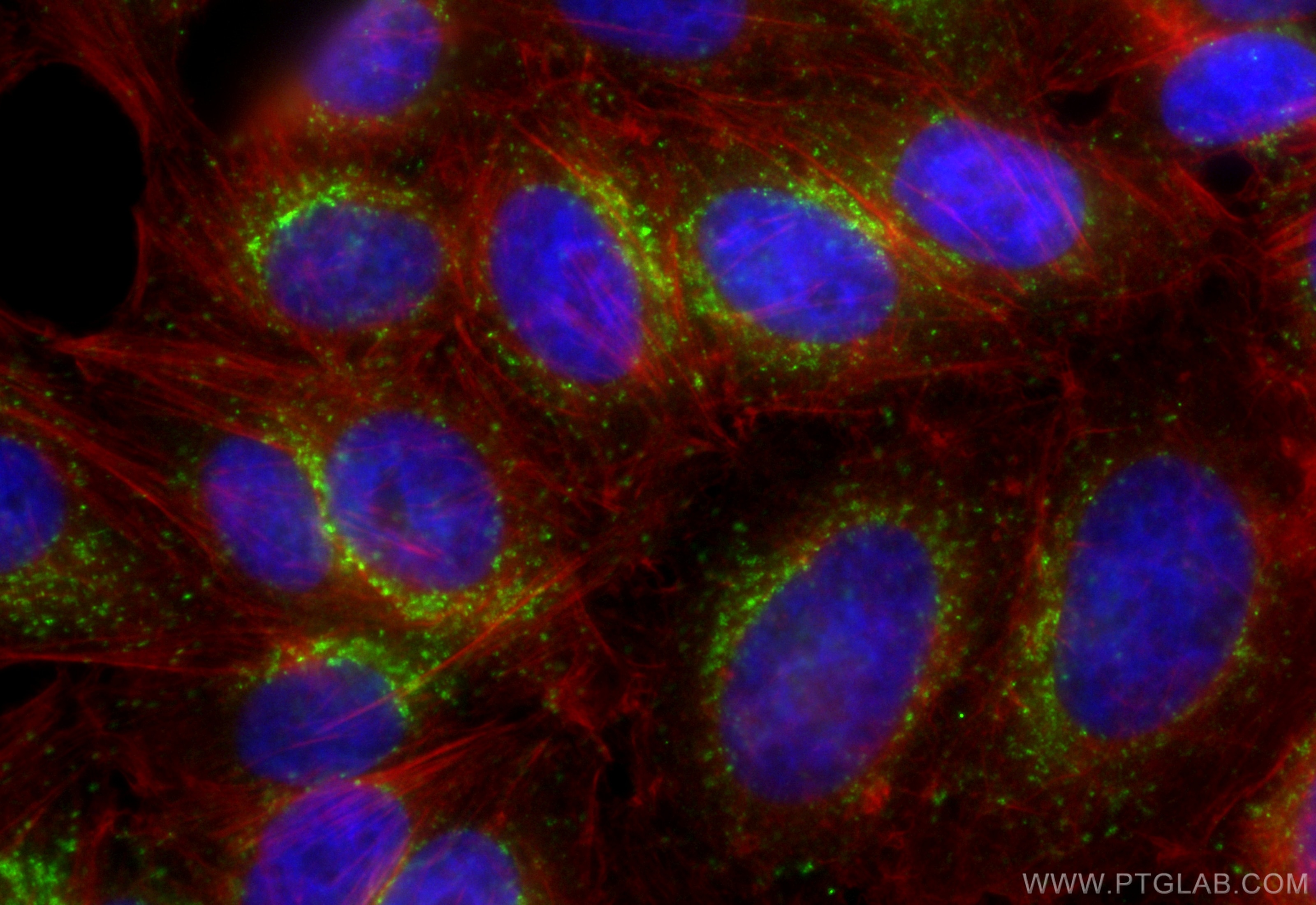 Immunofluorescence (IF) / fluorescent staining of HepG2 cells using CoraLite® Plus 488-conjugated CD107a / LAMP1 Recom (CL488-84658-5)
