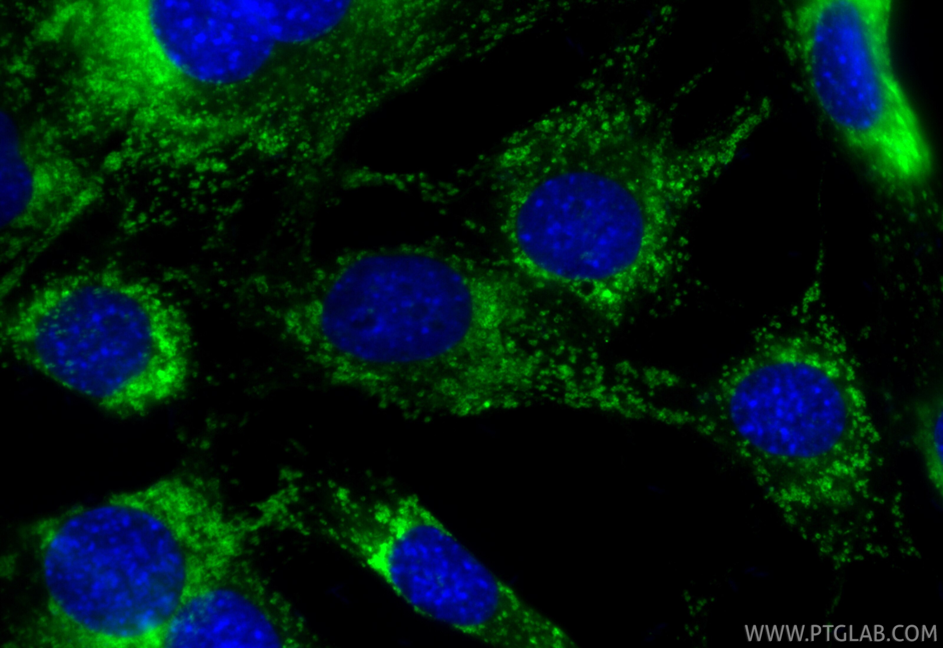 Immunofluorescence (IF) / fluorescent staining of C2C12 cells using CoraLite® Plus 488-conjugated CD107a / LAMP1 Recom (CL488-86337-2)
