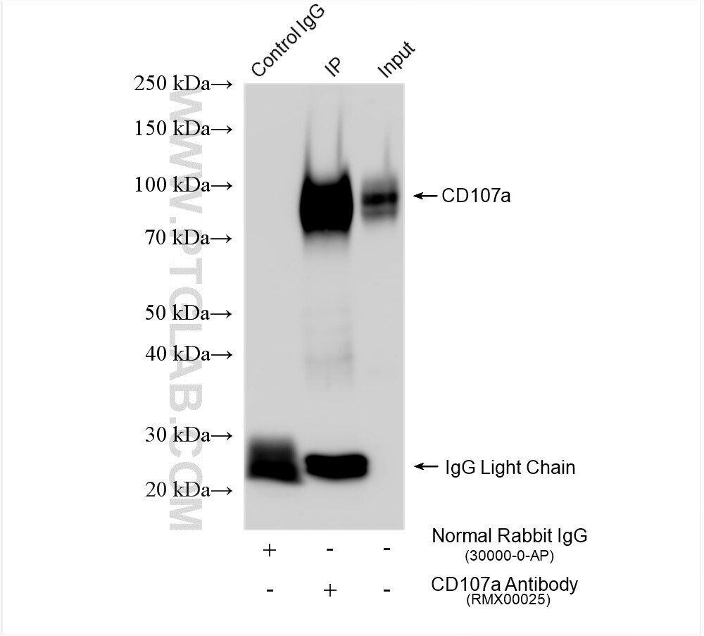Immunoprecipitation (IP) experiment of HeLa cells using Multi-rAb™ CD107a / LAMP1 Multi-Recombinant antibo (RMX00025)