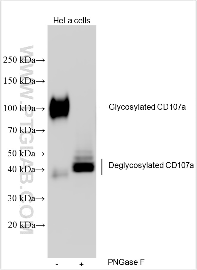 CD107a / LAMP1