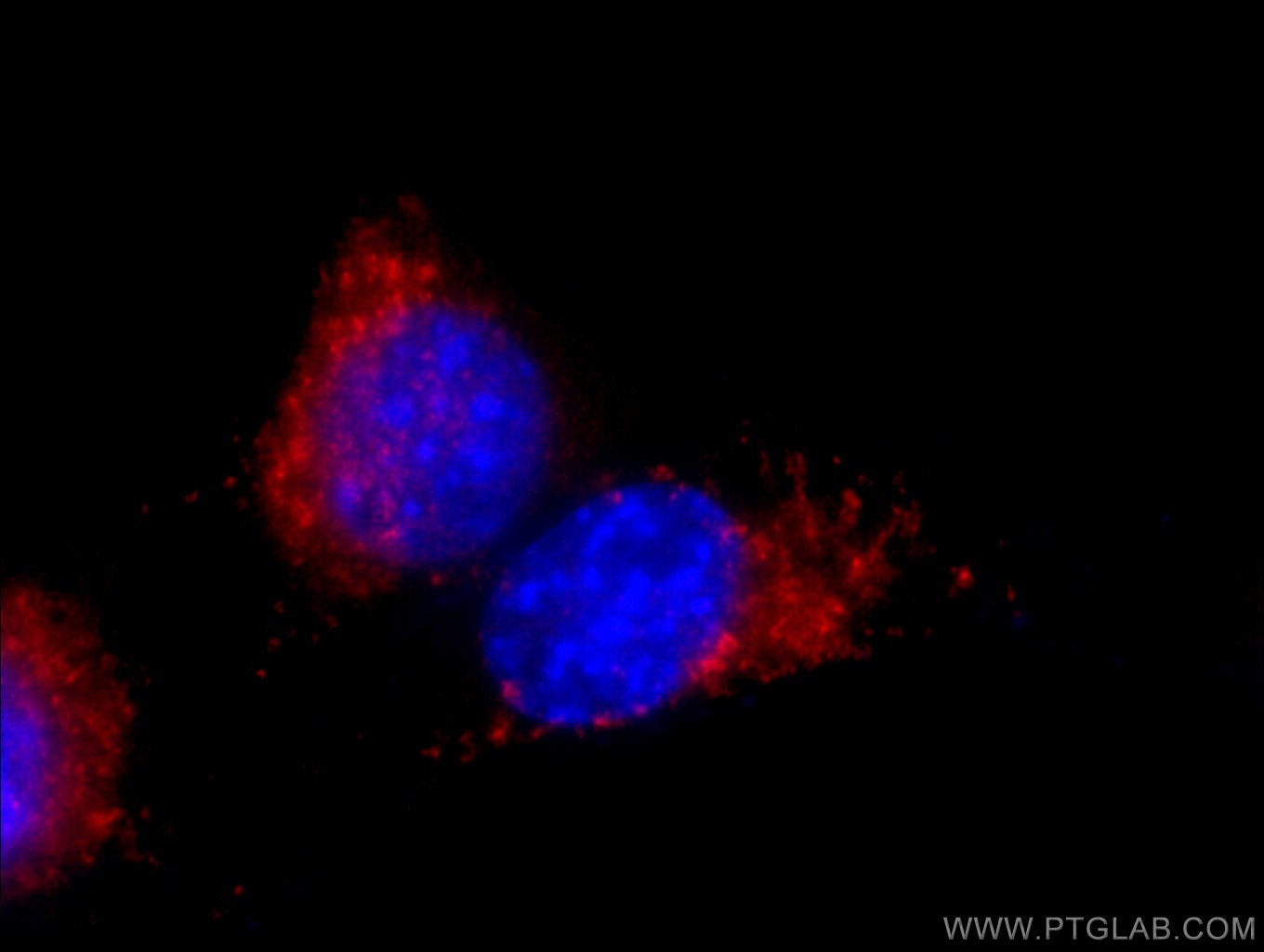 Immunofluorescence (IF) / fluorescent staining of NIH/3T3 cells using Anti-Mouse CD107b / LAMP2 (ABL-93) (65052-1-Ig)