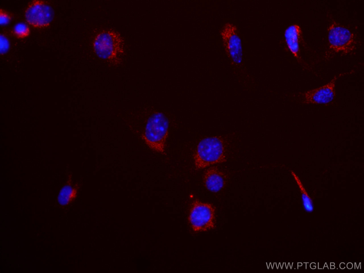 IF Staining of NIH/3T3 using APC-65052