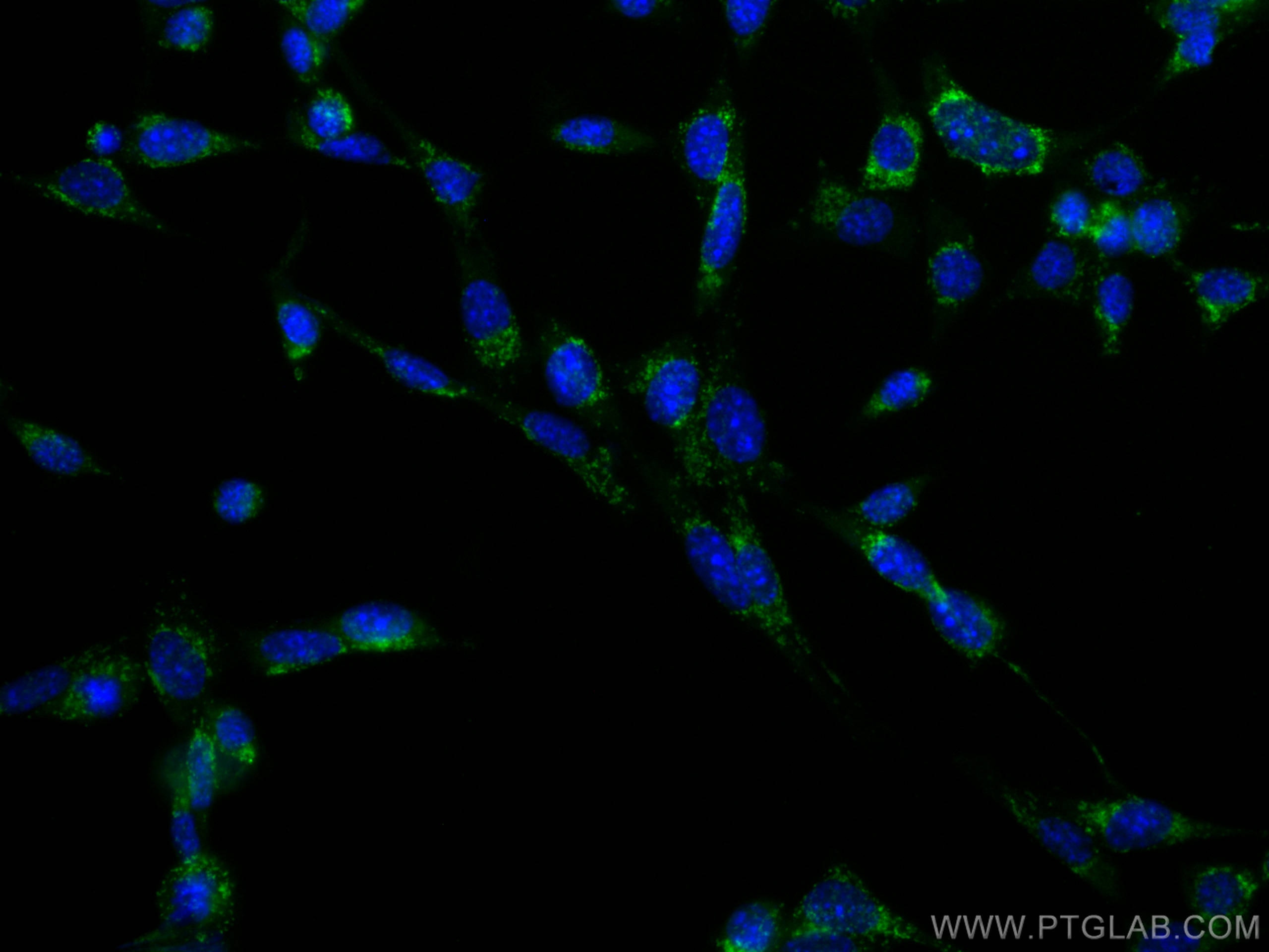 IF Staining of NIH/3T3 using CL488-65052