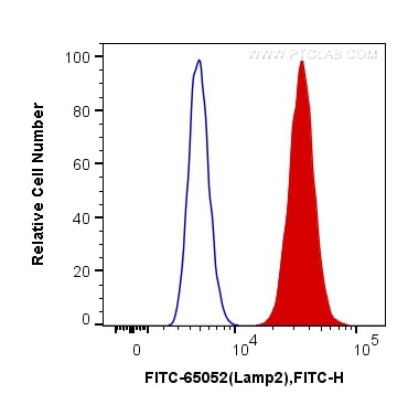 Flow cytometry (FC) experiment of NIH/3T3 cells using FITC Anti-Mouse CD107b / LAMP2 (ABL-93) (FITC-65052)