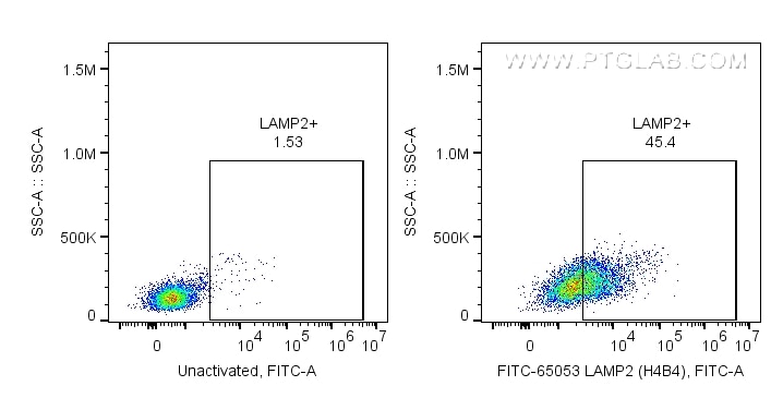 Flow cytometry (FC) experiment of human PBMCs using FITC Plus Anti-Human CD107b / LAMP2 (H4B4) (FITC-65053)