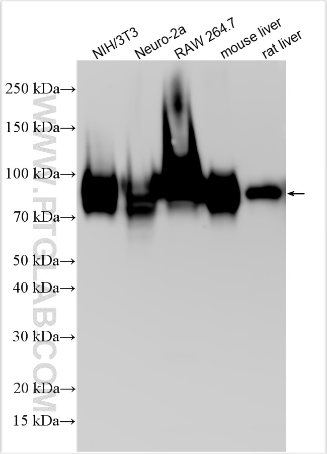 Western Blot (WB) analysis of various lysates using CD107b / LAMP2 Polyclonal antibody (32148-1-AP)