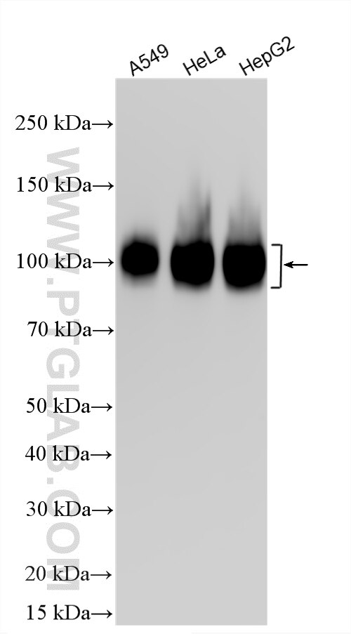 WB analysis using 34523-1-AP Western Blot (WB) analysis of various lysates using CD107b / LAMP2 Polyclonal antibody (34523-1-AP)