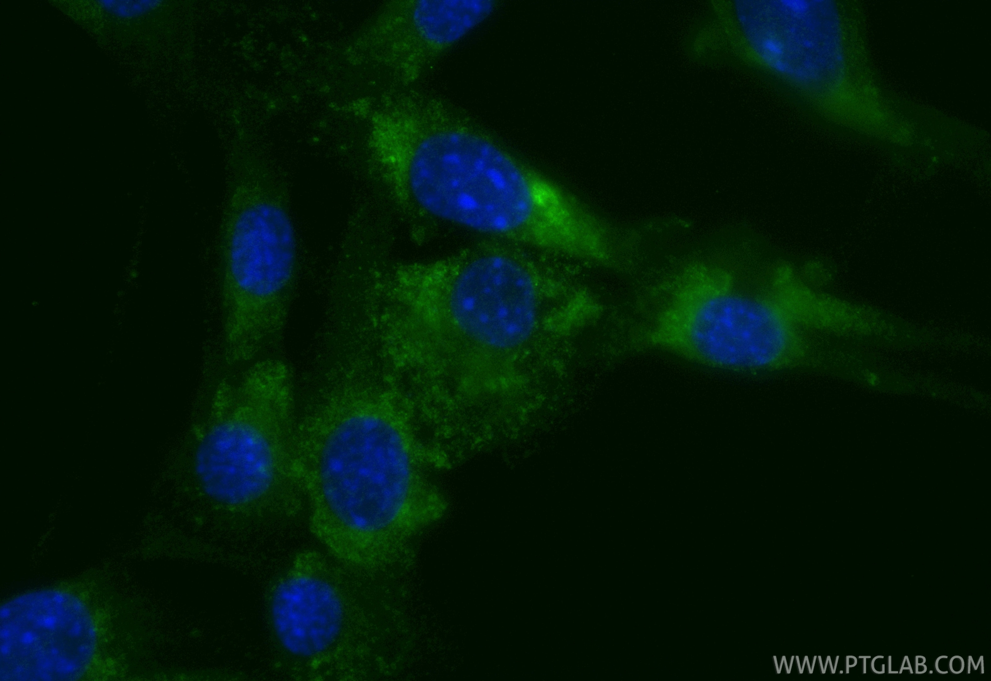 Immunofluorescent analysis of (4% PFA) fixed NIH/3T3 cells using CoraLite® Plus 488 CD107b / LAMP2 antibody (CL488-84474-3, Clone: 241893G7 ) at dilution of 1:200. Immunofluorescence (IF) / fluorescent staining of NIH/3T3 cells using CoraLite® Plus 488-conjugated CD107b / LAMP2 Recom (CL488-84474-3)