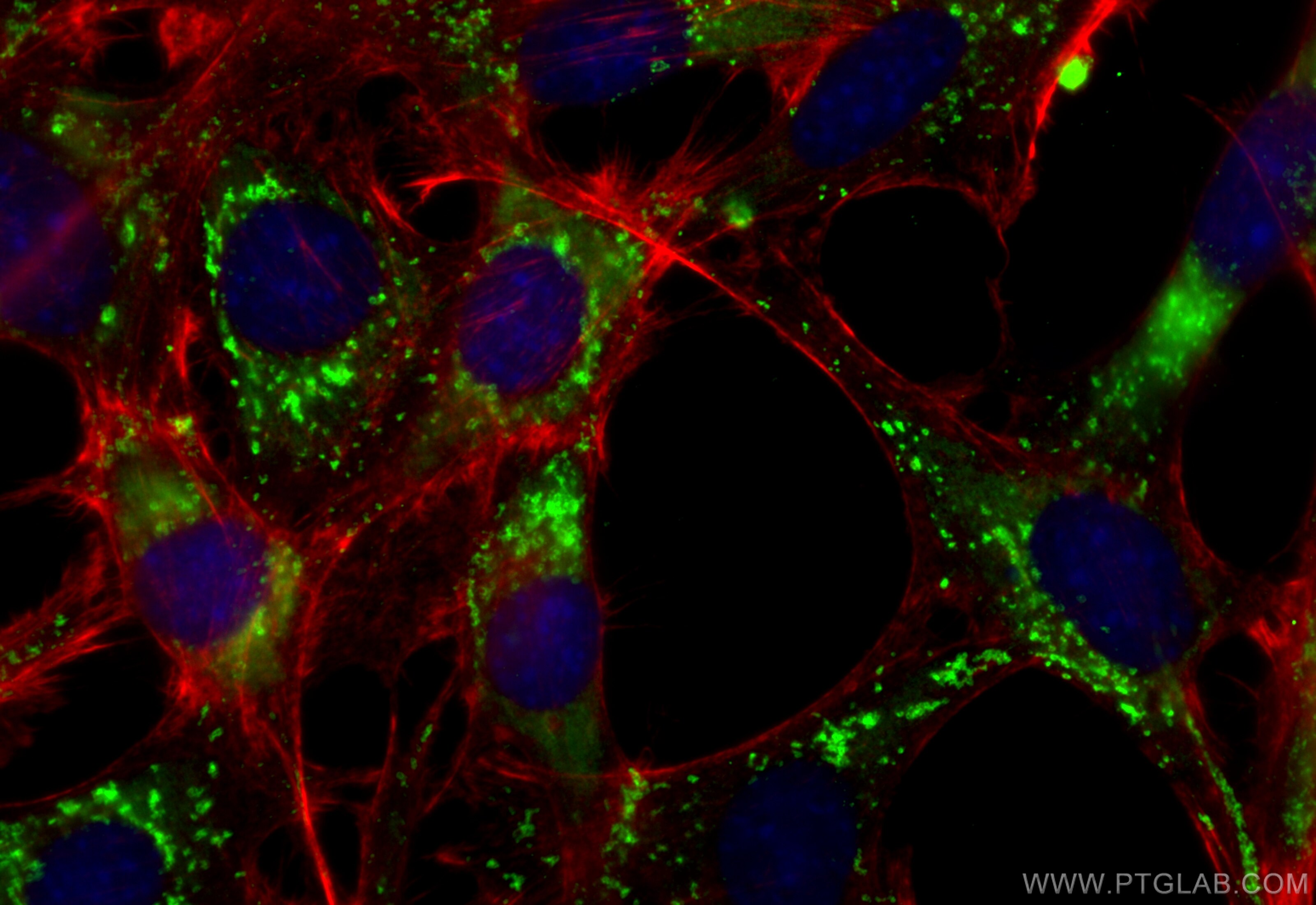 Immunofluorescence (IF) / fluorescent staining of NIH/3T3 cells using CoraLite® Plus 488-conjugated CD107b / LAMP2 Recom (CL488-84474-5)