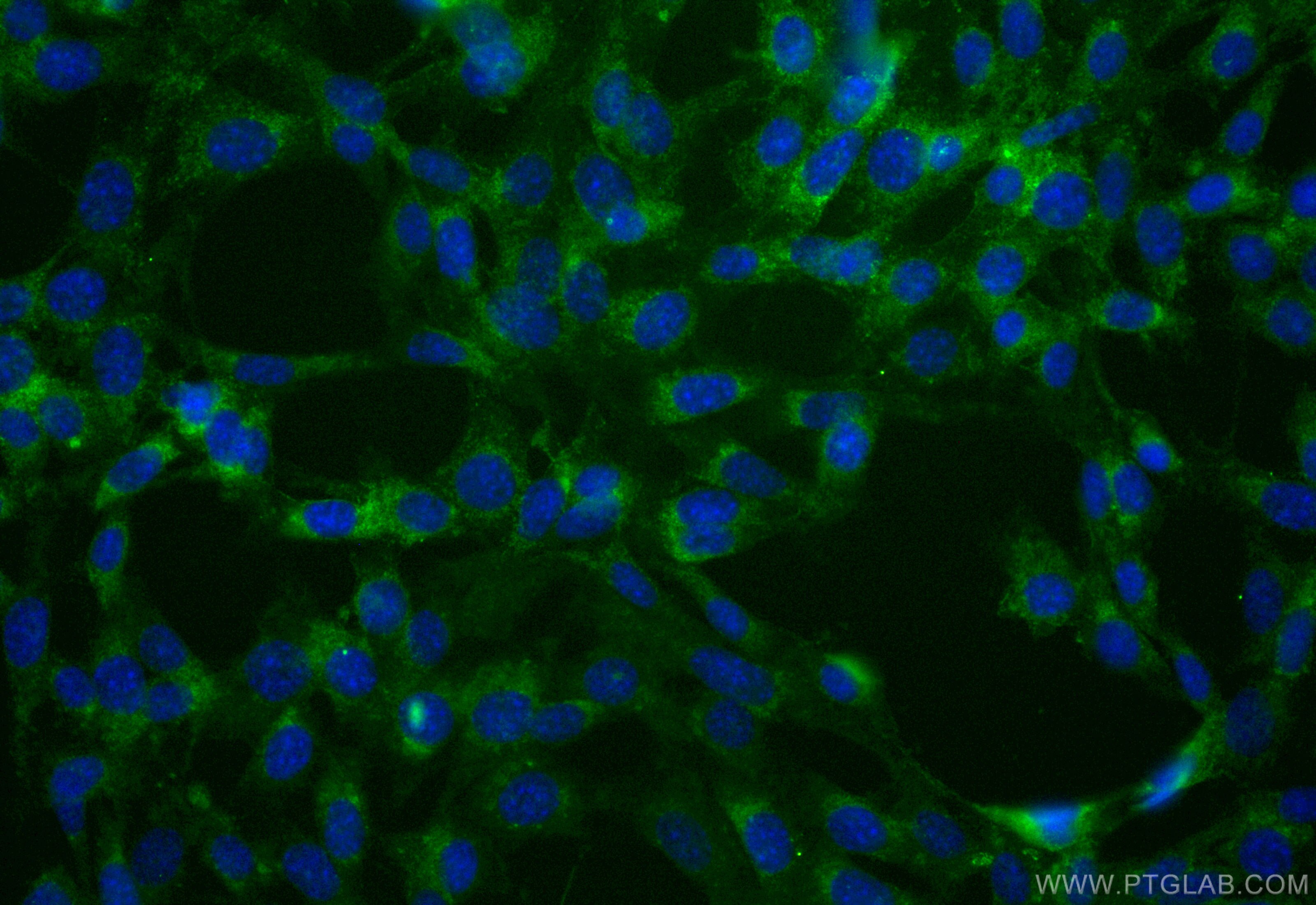 Immunofluorescence (IF) / fluorescent staining of NIH/3T3 cells using CoraLite® Plus 488-conjugated CD107b / LAMP2 Recom (CL488-84474-7)