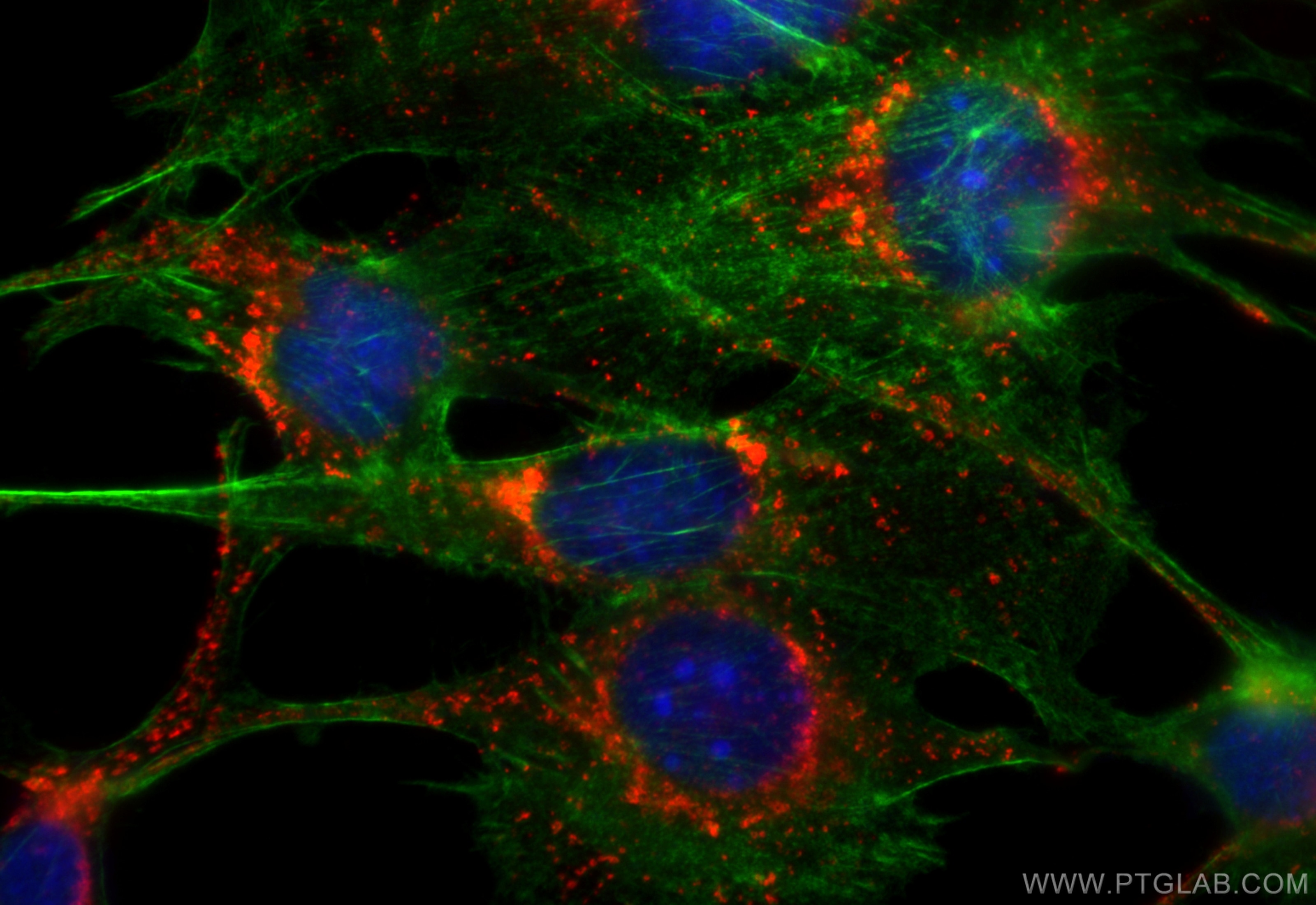 Immunofluorescence (IF) / fluorescent staining of NIH/3T3 cells using CoraLite®594-conjugated CD107b / LAMP2 Recombinant (CL594-84474-5)
