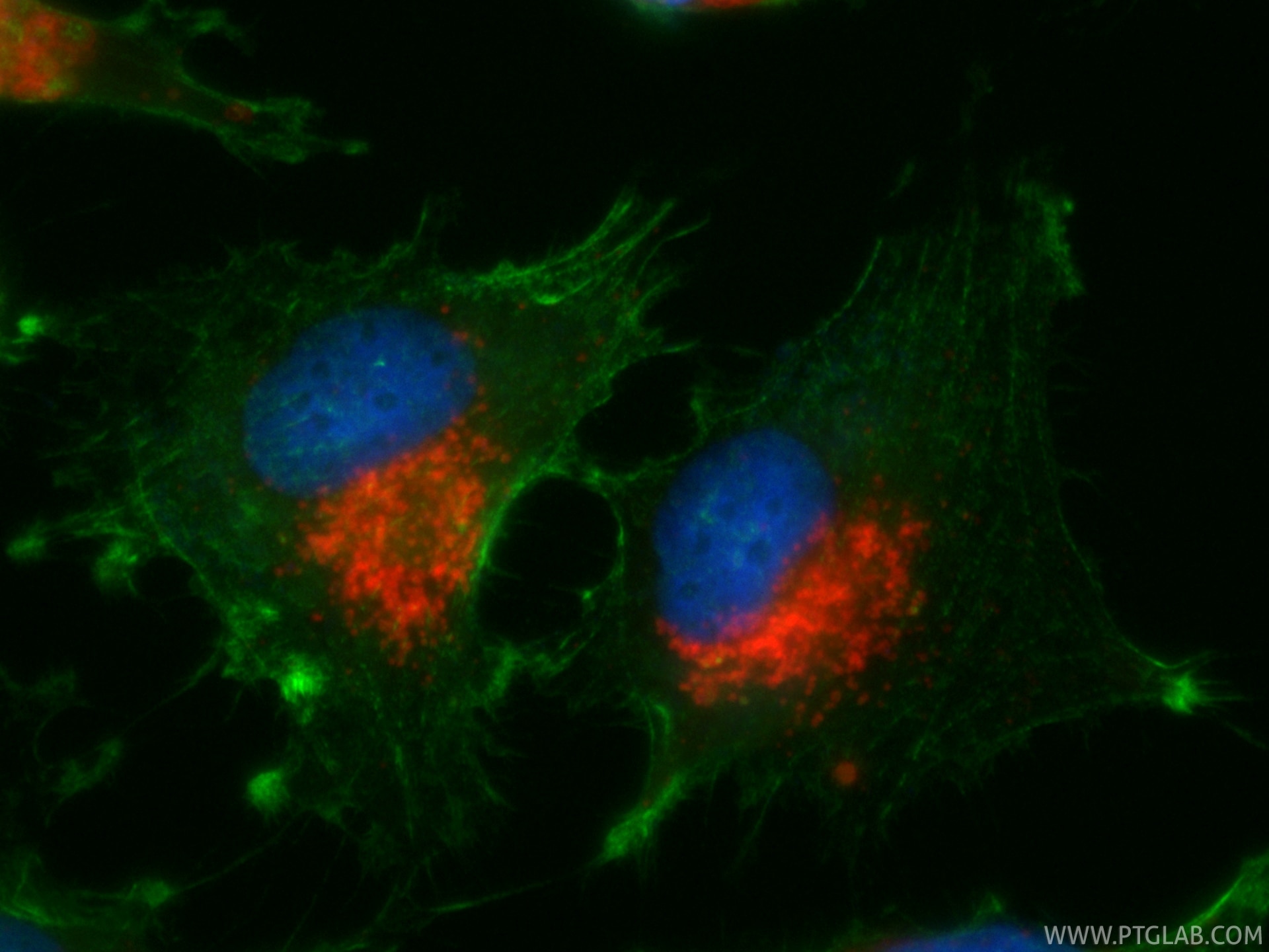 Immunofluorescence (IF) / fluorescent staining of U-251 cells using CoraLite®594-conjugated CD107b / LAMP2 Recombinant (CL594-86269-3)