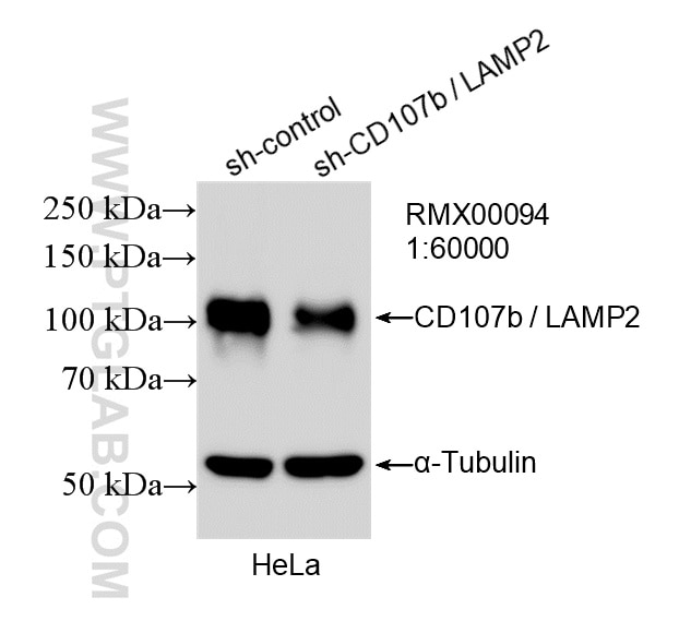 WB analysis of HeLa using RMX00094 Western Blot (WB) analysis of HeLa cells using Multi-rAb® CD107b / LAMP2 Multi-Recombinant antibo (RMX00094)