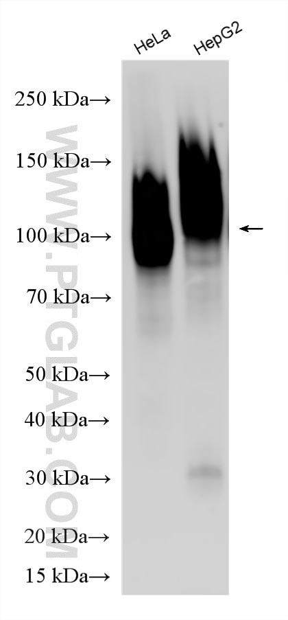 WB analysis using RMX00094 Western Blot (WB) analysis of various lysates using Multi-rAb® CD107b / LAMP2 Multi-Recombinant antibo (RMX00094)