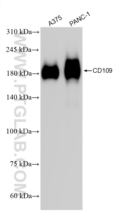 CD109
