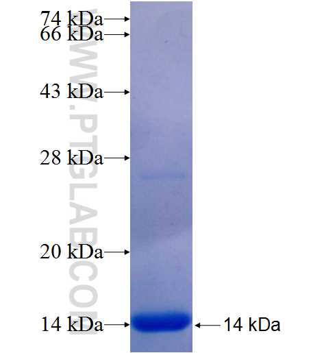 CD109 fusion protein Ag25515 SDS-PAGE