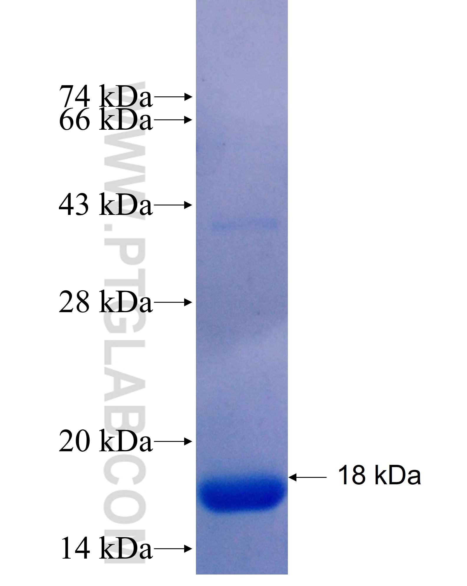 CD109 fusion protein Ag25515 SDS-PAGE