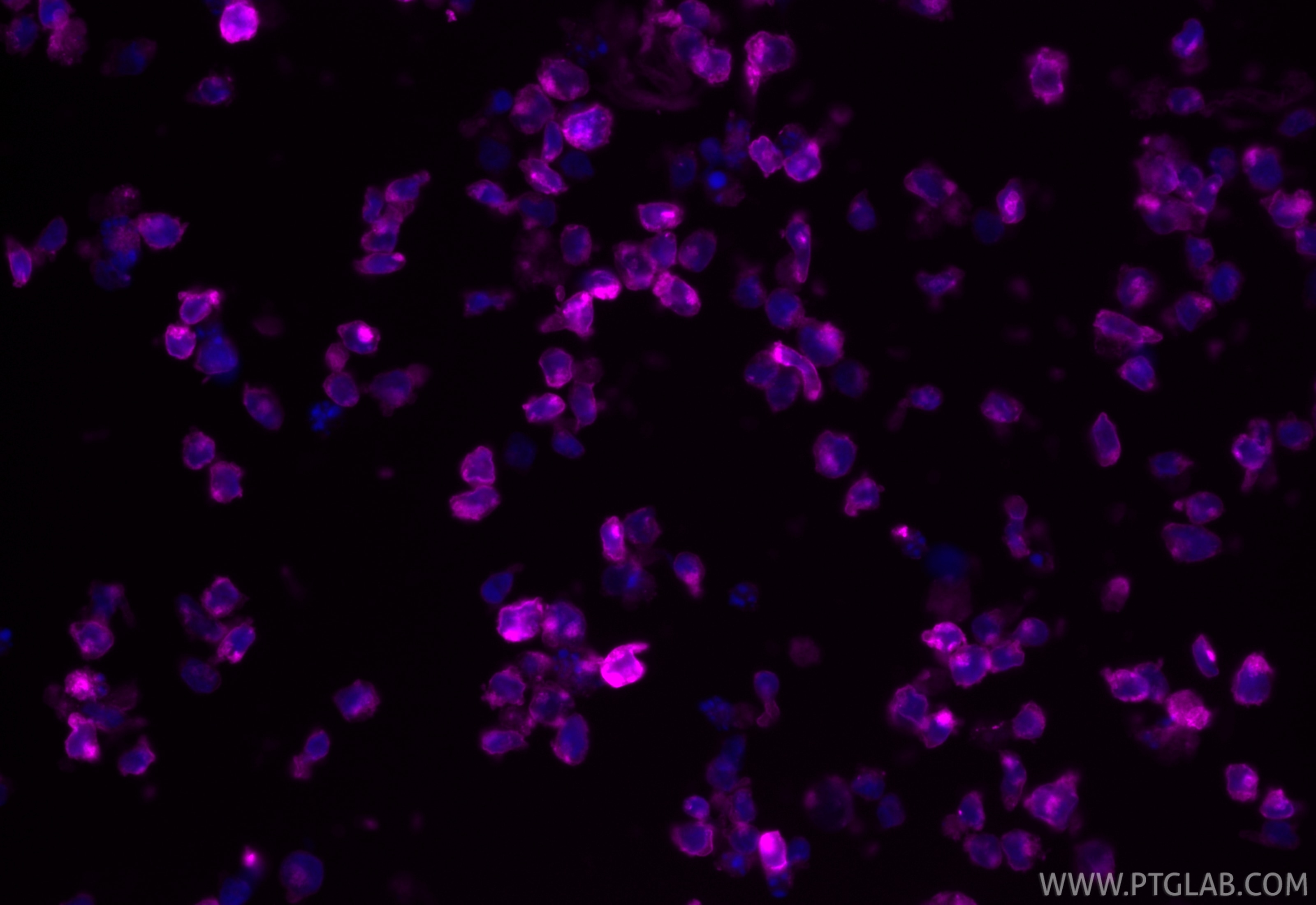 Immunofluorescence (IF) / fluorescent staining of Mo7e cells using CoraLite® Plus 647-conjugated CD117/c-Kit Recombin (CL647-84259-5)