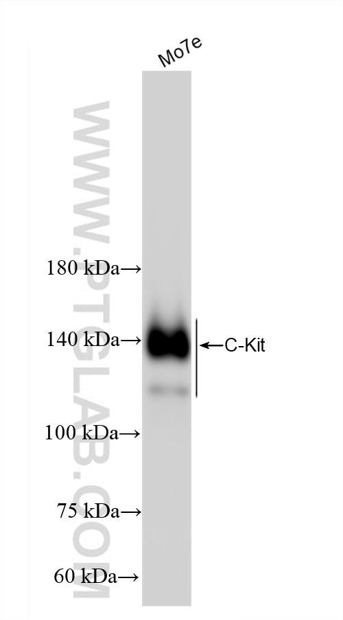Western Blot (WB) analysis of Mo7e cells using CD117/c-Kit Recombinant antibody (84259-5-RR)