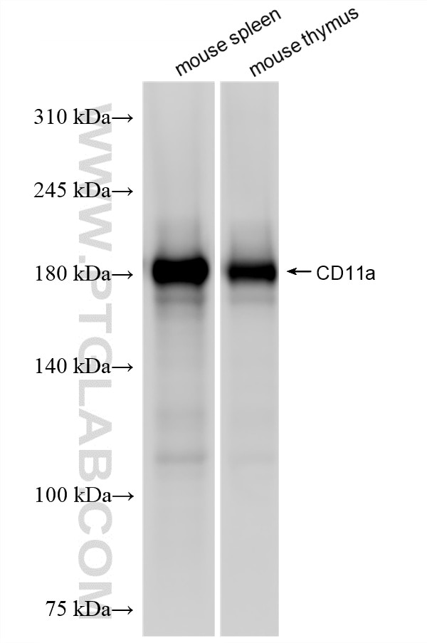 Western Blot (WB) analysis of various lysates using CD11a Recombinant monoclonal antibody (87542-1-RR)