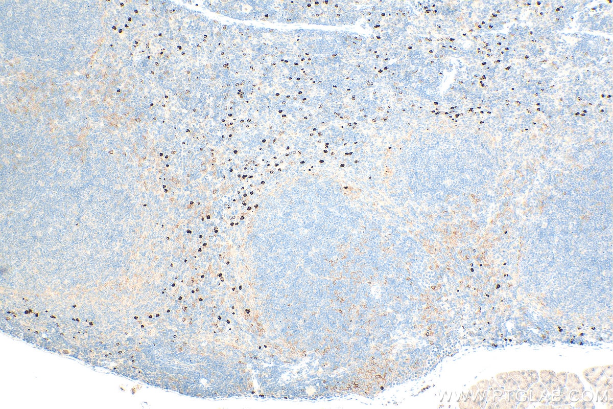 IHC staining of mouse spleen using 31745-1-AP Immunohistochemistry (IHC) staining of mouse spleen tissue using CD11b Polyclonal antibody (31745-1-AP)