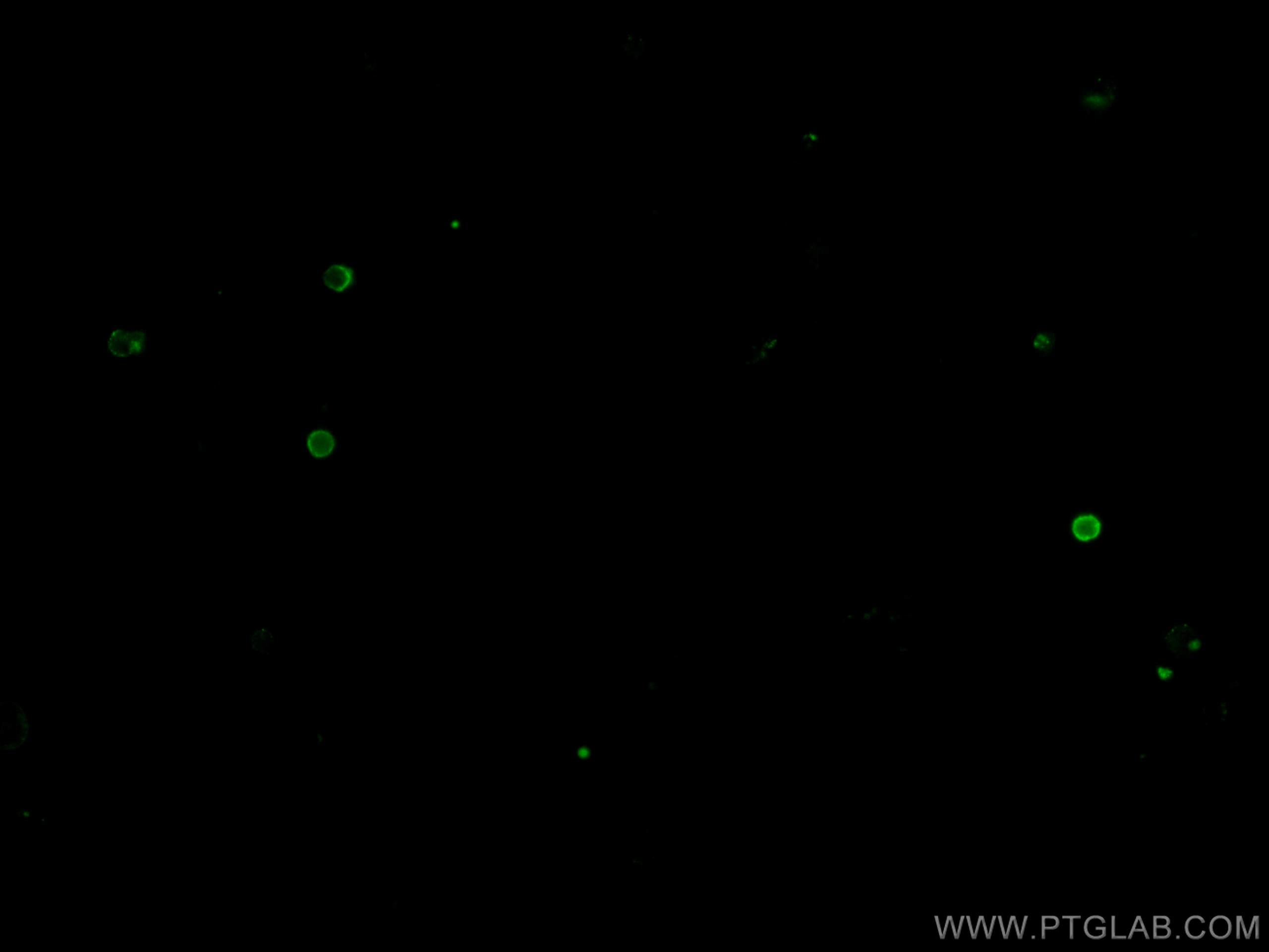 Immunofluorescence (IF) / fluorescent staining of mouse splenocytes using CoraLite® Plus 488 Anti-Mouse CD11c (N418) (CL488-65130)