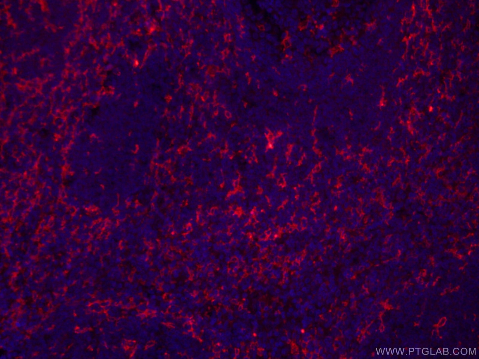CD11c/Integrin Alpha X
