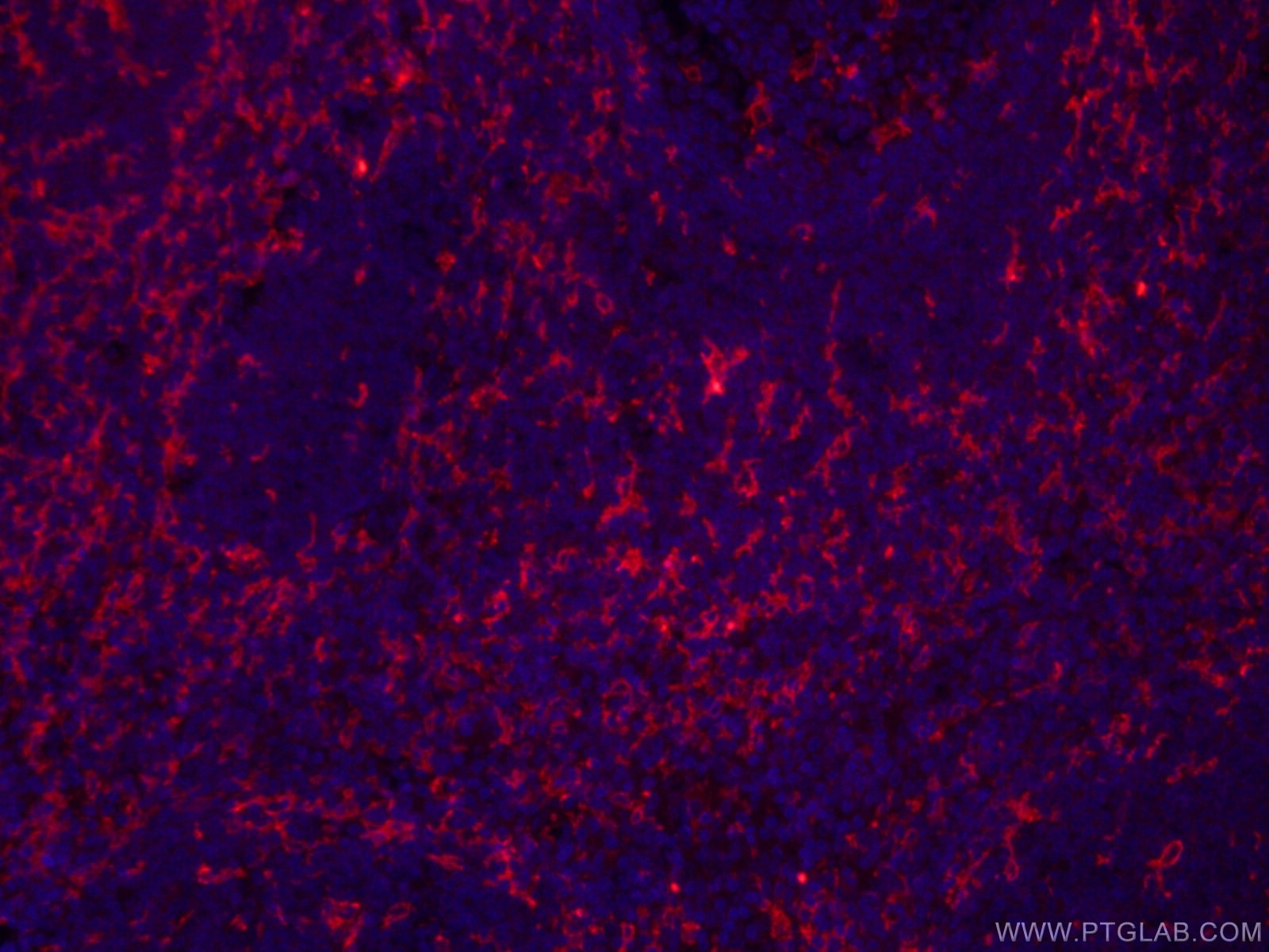 CD11c/Integrin Alpha X