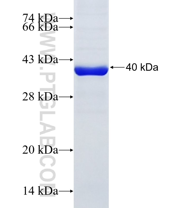 CD11c/Integrin alpha X fusion protein Ag11350 SDS-PAGE