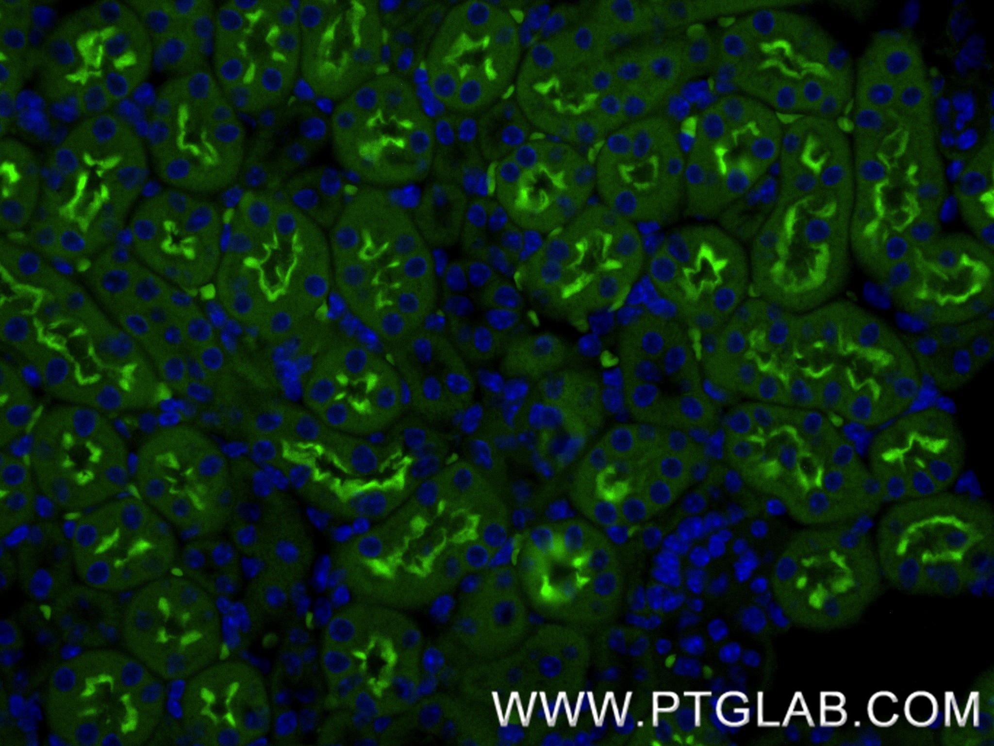 Immunofluorescence (IF) / fluorescent staining of mouse kidney tissue using CD13 Recombinant monoclonal antibody (85152-6-RR)