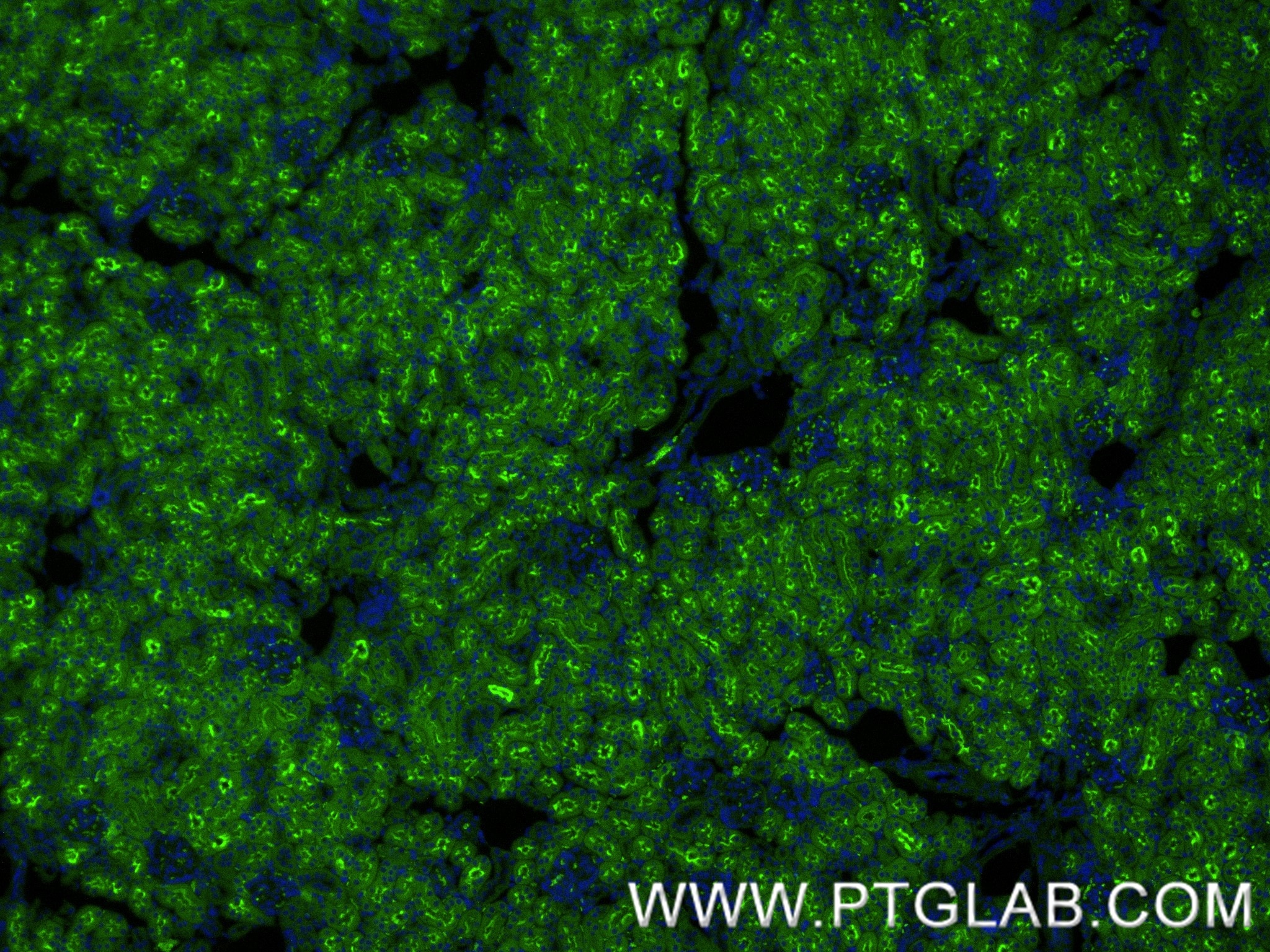 Immunofluorescence (IF) / fluorescent staining of mouse kidney tissue using CD13 Recombinant monoclonal antibody (85152-6-RR)
