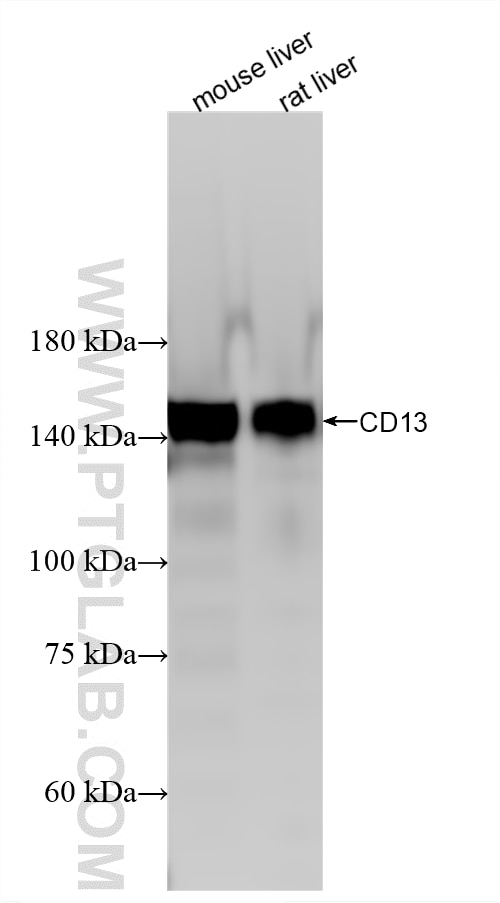 85152-6-RR