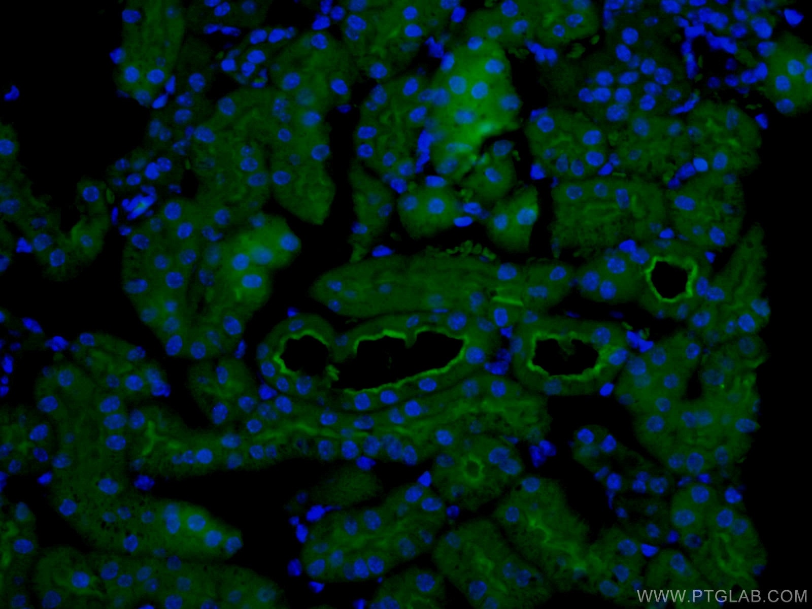 Immunofluorescence (IF) / fluorescent staining of mouse kidney tissue using CoraLite® Plus 488-conjugated CD13 Polyclonal anti (CL488-14553)