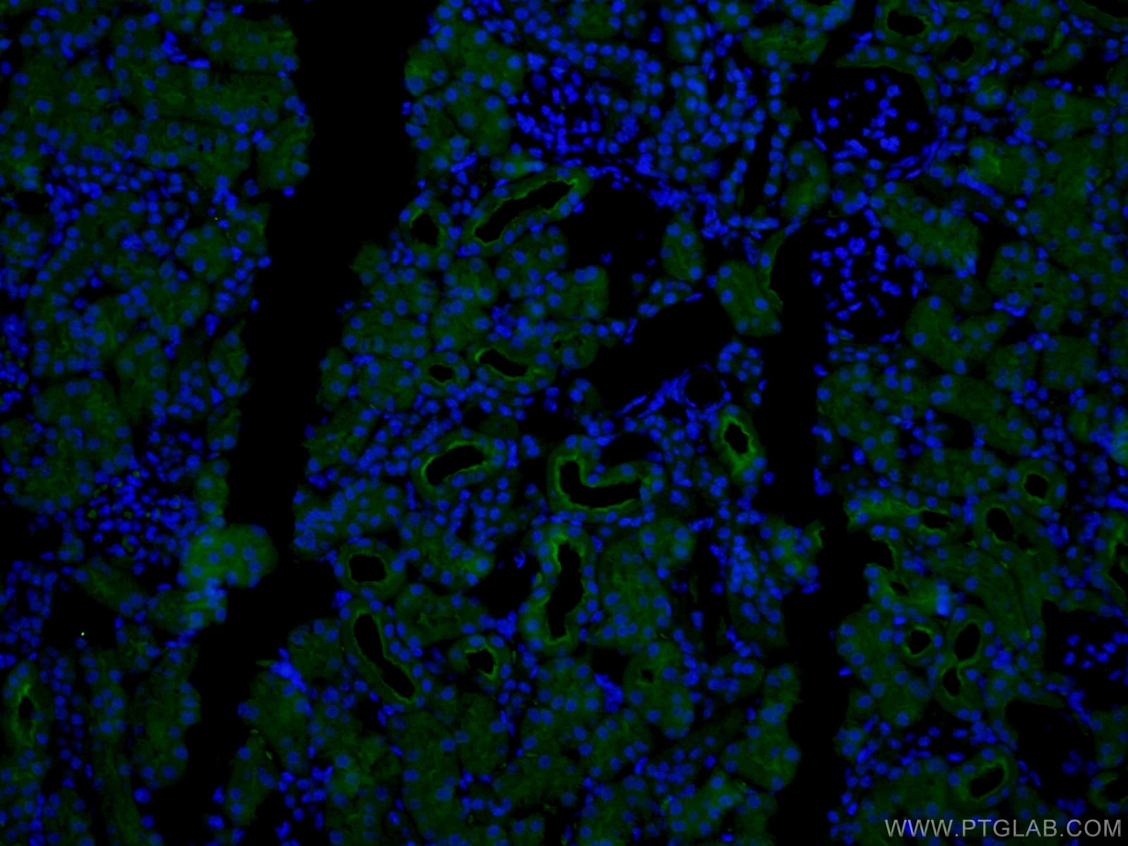 Immunofluorescence (IF) / fluorescent staining of mouse kidney tissue using CoraLite®488-conjugated CD13 Polyclonal antibody (CL488-14553)