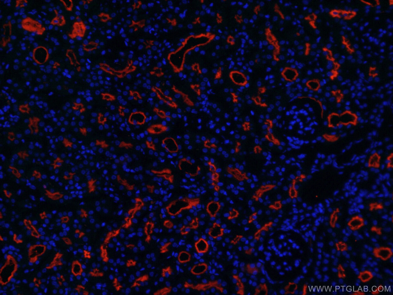 Immunofluorescence (IF) / fluorescent staining of mouse kidney tissue using CoraLite®594-conjugated CD13 Monoclonal antibody (CL594-66211)