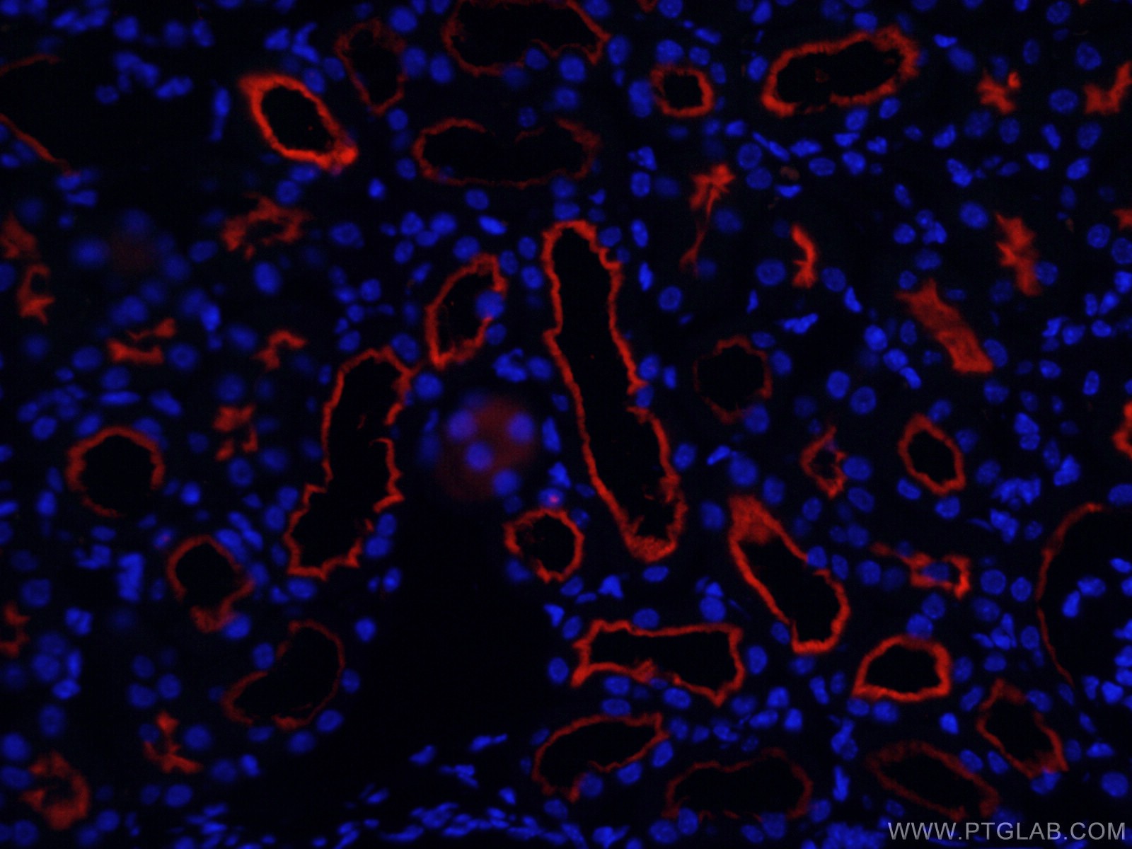 Immunofluorescence (IF) / fluorescent staining of mouse kidney tissue using CoraLite®594-conjugated CD13 Monoclonal antibody (CL594-66211)