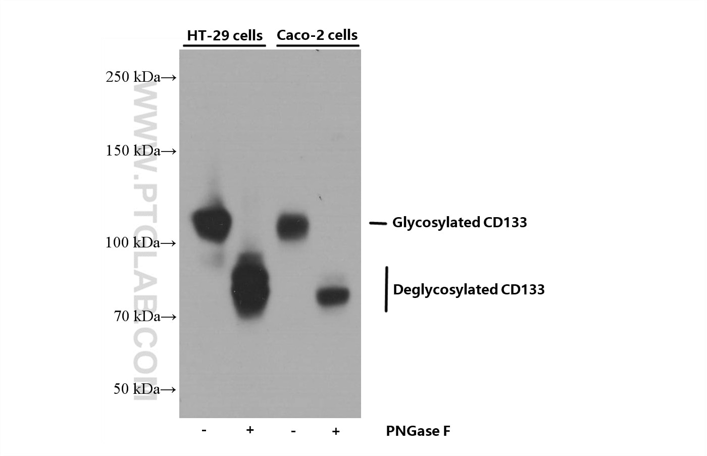 Western Blot (WB) analysis of HT-29 cells using CD133 Monoclonal antibody (66666-1-Ig)