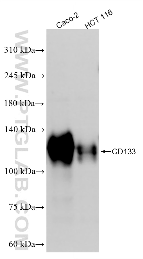 Western Blot (WB) analysis of various lysates using CD133 Recombinant monoclonal antibody (87640-1-RR)