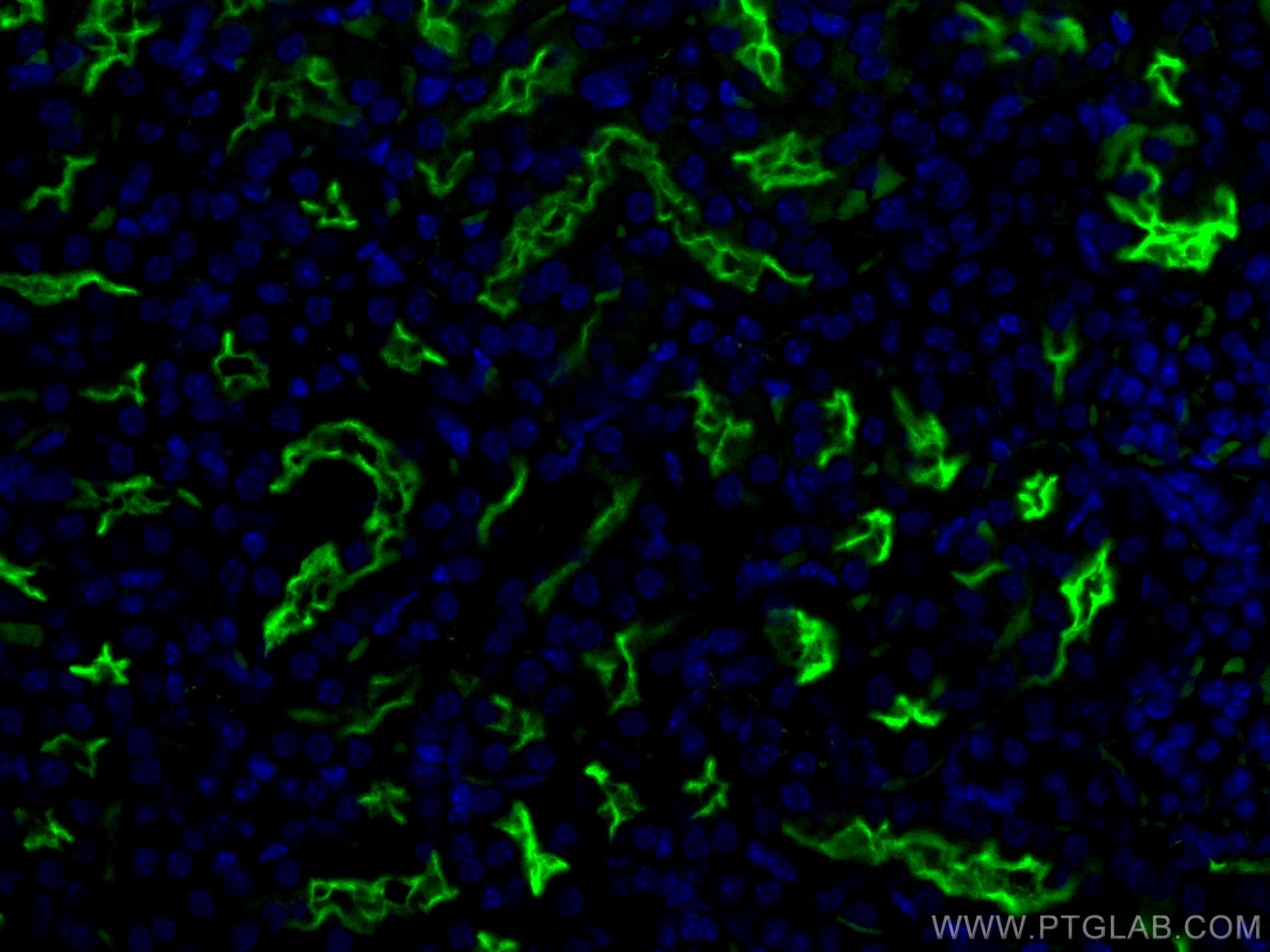 Immunofluorescence (IF) / fluorescent staining of mouse kidney tissue using CoraLite® Plus 488-conjugated CD133 Polyclonal ant (CL488-18470)
